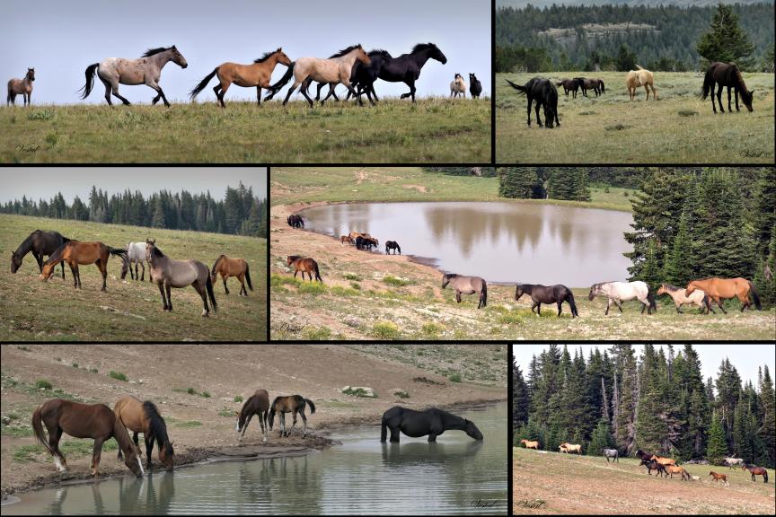 Pryor Mountain Wild Mustangs (36x24)